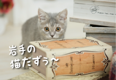 岩手県の猫スポット　１６選