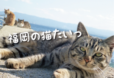 【2022年版】福岡県の猫スポット（福岡市以外）　２１選