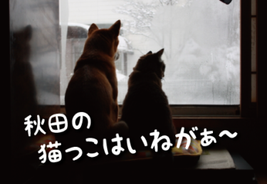 秋田県の猫スポット　１４選