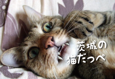 茨城県の猫スポット　１５選
