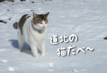 北海道／道北の猫スポット　１１選