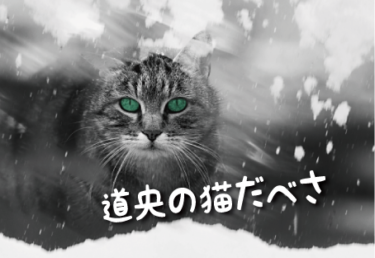 北海道／道央の猫スポット　２２選