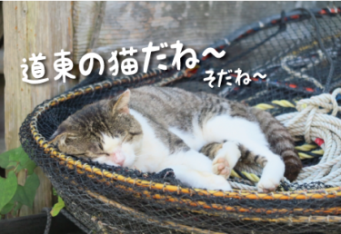 北海道／道東の猫スポット　１０選