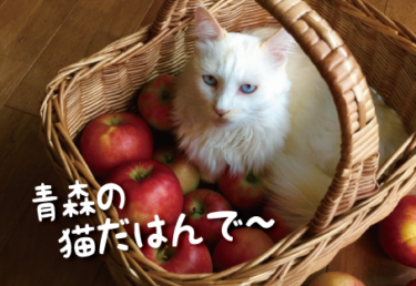 青森県の猫スポット　１９選