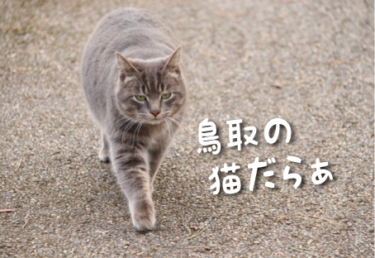 【2021年版】鳥取県の猫スポット　１２選