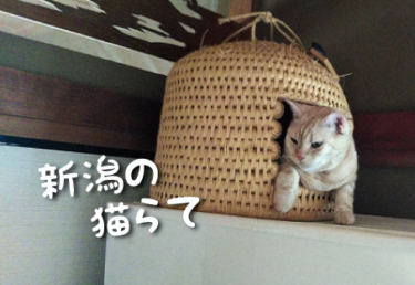 新潟県の猫スポット　８選