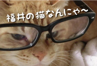 福井県の猫スポット　１０選
