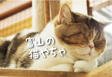 富山県の猫スポット　７選