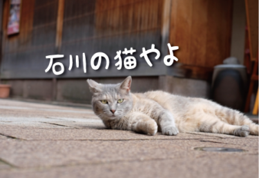 【2021年版】石川県の猫スポット　１０選