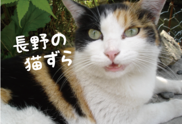 【2021年版】長野県の猫スポット　２９選