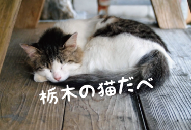 【2021年版】栃木県の猫スポット　２０選