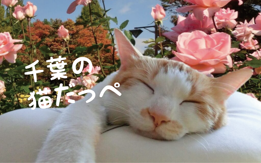 21年版 千葉県の猫スポット ２７選 猫スポットなび
