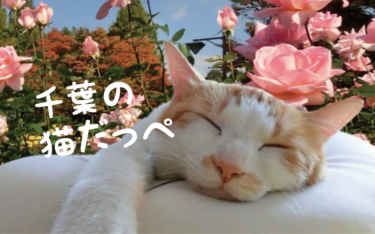 【2021年版】千葉県の猫スポット　２７選