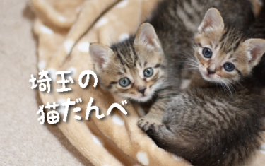 【2021年版】埼玉県の猫スポット　３４選
