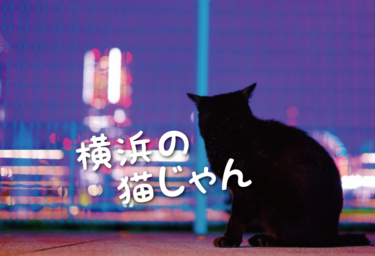 【2021年版】横浜市の猫スポット　２４選