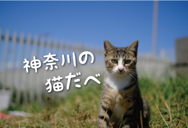 【2021年版】神奈川県の猫スポット（横浜市以外）　２７選