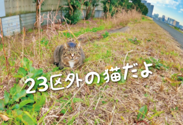【2021年版】東京都23区外・多摩地域の猫スポット　３１選