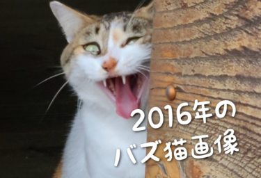 【2016年版】SNSでバズった猫画像集