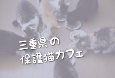 三重県の里親募集型の保護猫カフェ