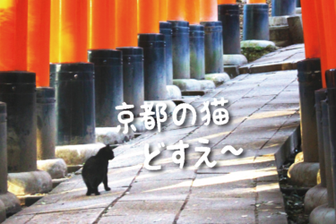 【2023年版】京都府の猫スポット　５４選