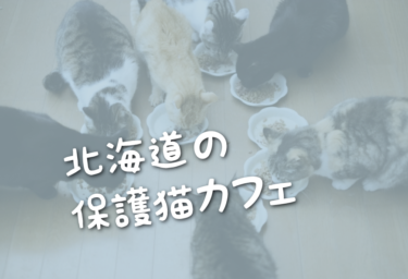 北海道の里親募集型の保護猫カフェ