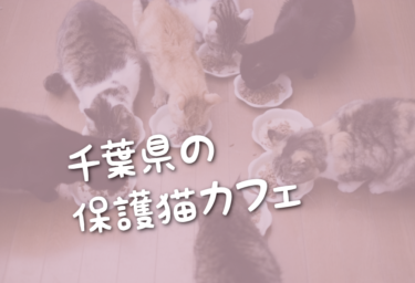 千葉県の里親募集型の保護猫カフェ