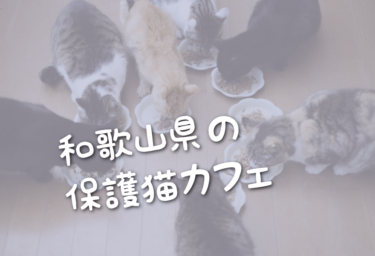 和歌山県の里親募集型の保護猫カフェ