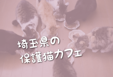 埼玉県の里親募集型の保護猫カフェ