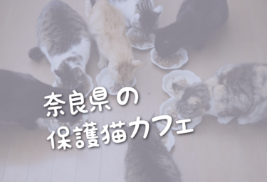 奈良県の里親募集型の保護猫カフェ