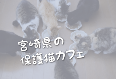 宮崎県の里親募集型の保護猫カフェ