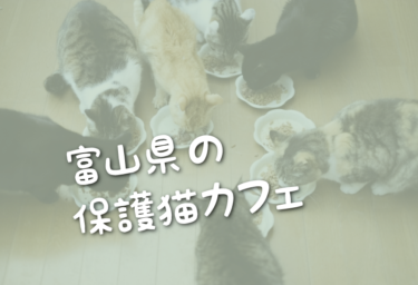 富山県の里親募集型の保護猫カフェ