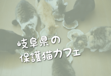 岐阜県の里親募集型の保護猫カフェ