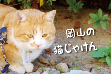 【2021年版】岡山県の猫スポット　１８選