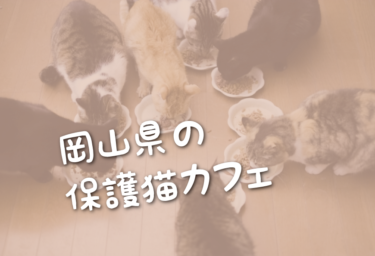 岡山県の里親募集型の保護猫カフェ