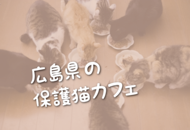 広島県の里親募集型の保護猫カフェ