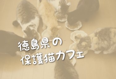 徳島県の里親募集型の保護猫カフェ