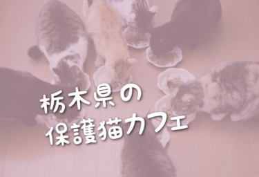 栃木県の里親募集型の保護猫カフェ