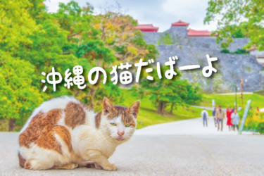 【2023年版】沖縄県の猫スポット　４２選