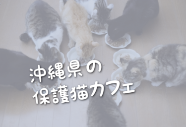 沖縄県の里親募集型の保護猫カフェ
