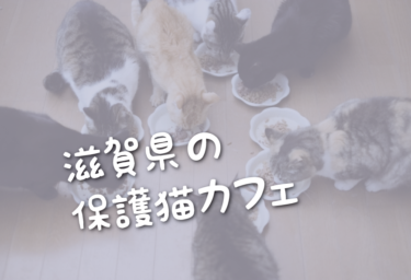 滋賀県の里親募集型の保護猫カフェ