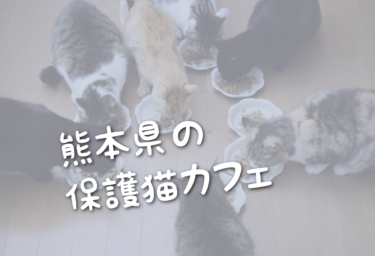 熊本県の里親募集型の保護猫カフェ