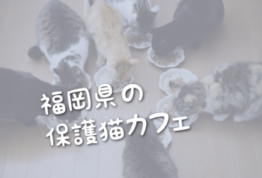 福岡県の里親募集型の保護猫カフェ