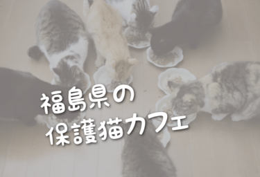 福島県の里親募集型の保護猫カフェ