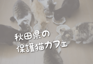 秋田県の里親募集型の保護猫カフェ
