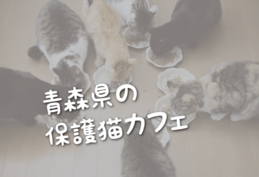 青森県の里親募集型の保護猫カフェ