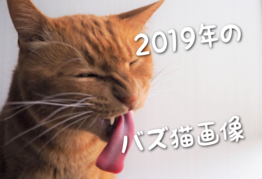 【2019年版】SNSでバズった猫画像集