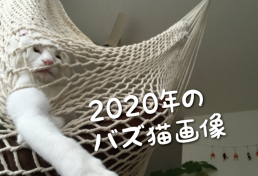 【2020年版】SNSでバズった猫画像集