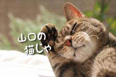 【2021年版】山口県の猫スポット　１０選
