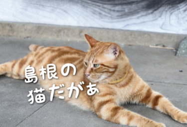 【2021年版】島根県の猫スポット　９選