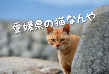 【2021年版】愛媛県の猫スポット　１５選